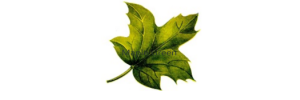 Maple Green Digital Technologies Limited logo